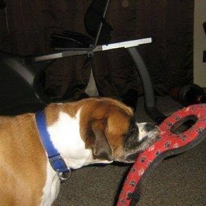 Meet your Posher, Belva